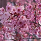 三ツ沢さくら散策