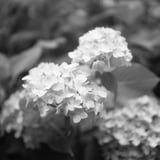 紫陽花散策