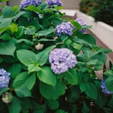 そろそろ紫陽花も終わり