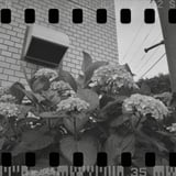 紫陽花