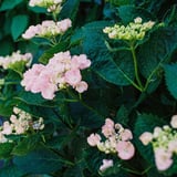 紫陽花
