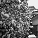 雪と梅