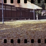 パノラマ写真で黄葉