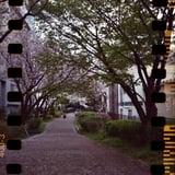 桜散る