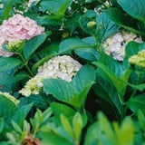 今年の紫陽花散策