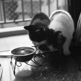 むかしの来訪ねこ