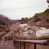 大倉山梅園