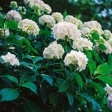 紫陽花巡り