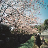 上に桜、