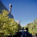 山下公園前いちょう並木