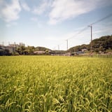 これも横浜