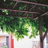 藤棚