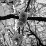 春の芽吹き