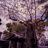 お寺でさくら