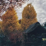 横浜 秋 お寺散策