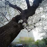 神社前の