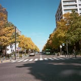 日本大通りいちょう並木