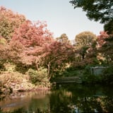 池田山公園もみじ散策