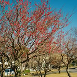 紅梅