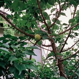 大きく実った梅の実