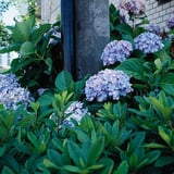 昨日カメスズから送られてきた紫陽花