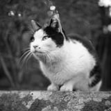 ねこさま