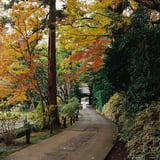 横浜もみじお寺散策