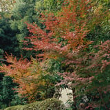 横浜 もみじ お寺散策