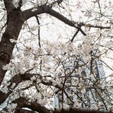 大岡川の桜
