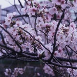 外堀沿いのさくら