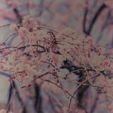 市ヶ谷さくら散歩