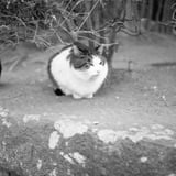 ねこさま詣