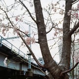 大岡川ぞい