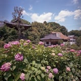 横浜の紫陽花寺