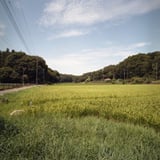 稲穂