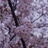 外堀、朝散歩