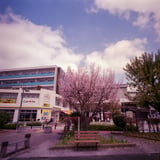 駅前さくら