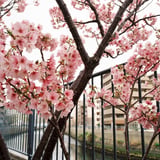 川沿いさくら