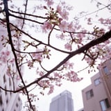 河津桜