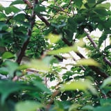 ご近所うめの木