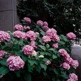 横浜裏通りの紫陽花通り？