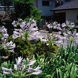 見かけるとつい撮影