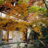 横浜もみじお寺散策
