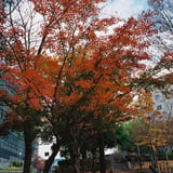 横浜もみじ散策