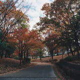 横浜もみじ散策