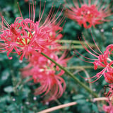 彼岸花