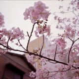 河津桜