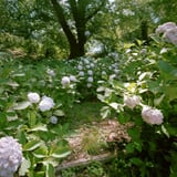 広角でブローニーで紫陽花を