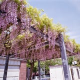 藤棚散策