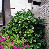 紫陽花へ